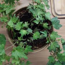 Image result for Cissus cornifolia