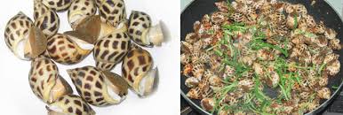 Kết quả hình ảnh cho ốc biển