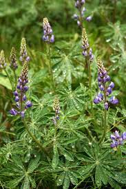 Maybe you would like to learn more about one of these? 10 Native Wildflowers To Plant In Your Garden