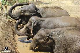 Where to See Elephants in India: 4 ...