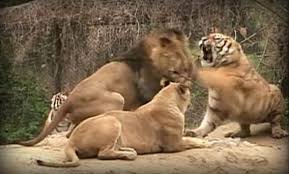 Maybe you would like to learn more about one of these? Fights Of Animals Animal Battles Dinoanimals Com