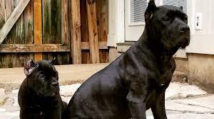 Cane corso also have a blue type which have a black coat. Feeding My Cane Corso Puppy Raw For The First Time Youtube