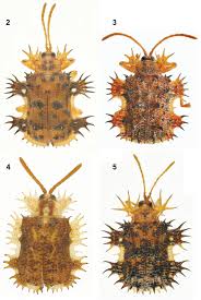Download the crown torrents from our search results, get the crown torrent or magnet via bittorrent clients. Natural History Of Platypria Platypria Hystrix Fabricius 1798 On Fabaceae Host Plants With Notes On Other Platypria Species In India Chrysomelidae Cassidinae Hispini