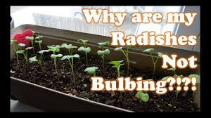 How to plant radish seeds: Growing Radishes Indoors In Containers Part 2 Youtube