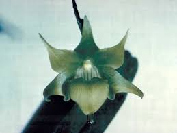 Image result for Aeranthes parkesii