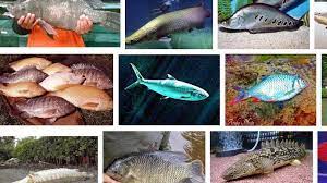 10 Ikan Air Tawar Yang Dapat Tumbuh Sangat Besar Dan Terganas