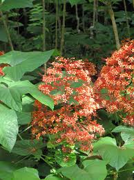Black pagoda lipstick plant plant party. How To Propagate Pagoda Plant