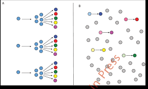 Таблица, сравняваща pluripotent и multipotent стволови клетки. Pluripotent Stem Cells Vs Mixed Population Of Multipotent Unipotent Download Scientific Diagram