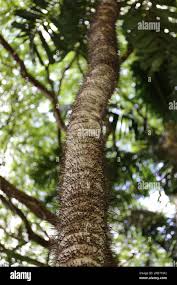 Image result for Aiphanes