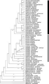 Image result for Courtoisina assimilis