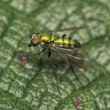 Image result for Dolichos linearifolius