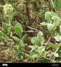 Image result for Combretum hereroense