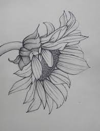 Sunflower Pencil Drawing Images Pictures Becuo Sunflower Drawing Drawings Drawing Prints