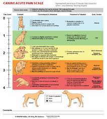 Medical district veterinary clinic at illinois. Pin On Treatments For Dogs