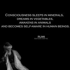 Consciousness Sleeps In Minerals Dreams In Vegetables Awakens In Animals And Becomes Self Aware In Human Beings Rumi Rumi Quotes Rumi Rumi Poem