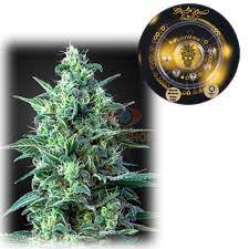 Dinamica features an adjustable steel burr grinder to control the grind and strength depending on the coffee. White Widow Auto Cbd Feminized 5 Seeds Greenhouse