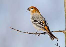 On those occasions when pine grosbeaks move south in winter, they may be more. Female Pine Grosbeak Photograph By Doug Lloyd