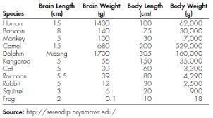 Solved Perhaps The Size Of An Animals Brain Determines