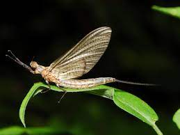 The easiest way to avoid mayflies is to simply avoid waterfront. How To Get Rid Of Mayflies Naturally Getridofallthings Com