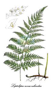 Image result for Dennstaedtiaceae