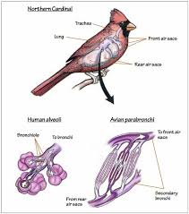 Breath Taking How Birds Breathe Is Amazing Lunges Birds Cardinal