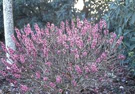 Daphne bulb flowers seeds flowers plants flower garden annual flowers flowers perennials today, i am much closer to home. Daphne Mezereum Landscape Plants Oregon State University