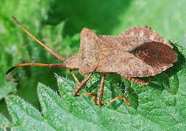 Check spelling or type a new query. Coreidae Coreus Marginatus Dock Bug