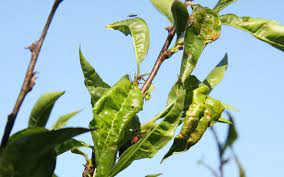 Spray to control fungal and bacterial diseases such as peach leaf curl, fire blight, scab and anthracnose. How To Get Rid Of Peach Leaf Curl Kings Plant Doctor
