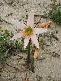 Image result for Anadelphia