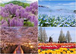 20 Beautiful Japanese Flowers And When Where To See Them 2021 Edition Live Japan Travel Guide