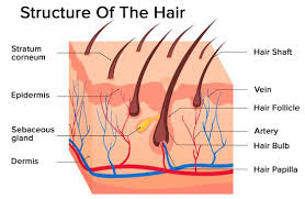Hormone imbalance can affect body activity such as hair growth. Ijms Free Full Text Hormonal Effects On Hair Follicles Html