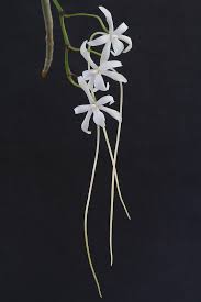 Image result for Ypsilopus