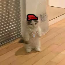 Green frog character wallpaper, feelsbadman, pepe (meme), memes. Cat Meme Cat Memes Anime Cat Cat Stands