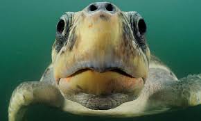 Turtles can last up from 20 to 100 human years of age. How Long Do Sea Turtles Live And Other Sea Turtles Facts Wwf