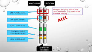 Add to my workbooks (56) download file pdf embed in my website or blog Sains Tingkatan 4 Kssm I Bab 5 I Pewarisan Maksud Gen Dan Alel Youtube