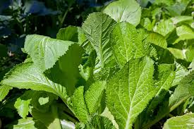 Growing mustard greens (brassica juncea ). How To Cook And Serve Mustard Greens Harvest To Table