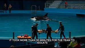 Orca Jessica Radcliffe Video | TikTok