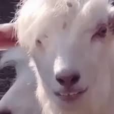 Emo Face Funny Goat Eating GIF | GIFDB.com