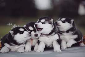 Please share it and subscribe! 40 Cute Siberian Husky Puppies Pictures Tail And Fur