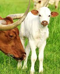 Pin On Cute Baby Animals