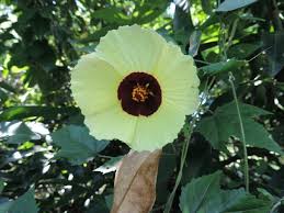 Image result for Hibiscus surattensis