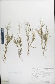 Image result for Isachne mauritiana