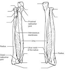 It is one of the two bones of the forearm, the other being the ulna. 2 2 Pre Lab 2 Medicine Libretexts