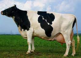Life Cycle Of A Dairy Cow Agriculture Site