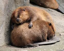 June 2011 Archives Andyslens Sleeping Animals Beaver Animal Animals Wild