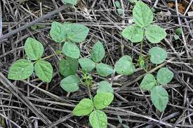 Image result for Macroptilium atropurpureum