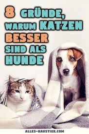 8 Grunde Warum Katzen Besser Sind Als Hunde Alles Haustier Katzen Hunde Haustiere