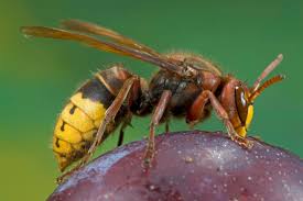Opnieuw is er in nederland een nest gevonden van de aziatische hoornaar. Nieuwe Technologie In Strijd Tegen Aziatische Hoornaar De Standaard Mobile