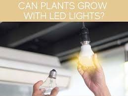 We did not find results for: Can Regular Led Lights Be Used As Grow Lights Greenhouse Today