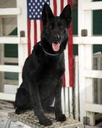 Their uniform appearance, high trainability, and stable temperament allow them to be excellent companions, family dogs, and work as police dogs or as a disability aid for the handicap. 7 Things You Didn T Know About The Black German Shepherd Animalso